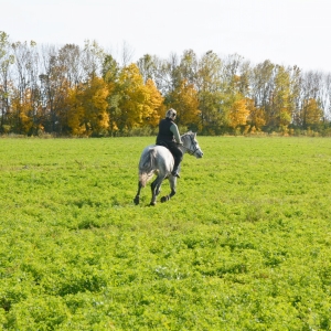 Обучение катанию на лошади на открытой местности